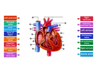 Heart Labelling