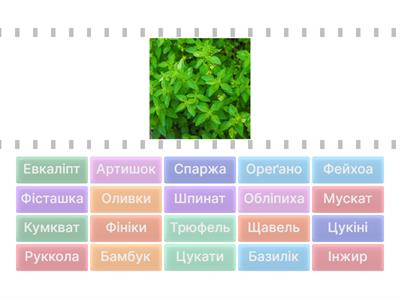Екзотичні рослини
