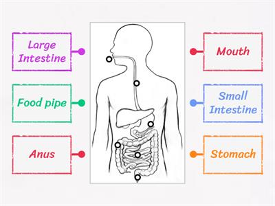 Digestive System