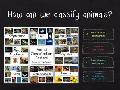 Animal classification