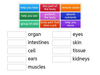 Human Body Down to Cells