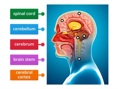 brain anatomy