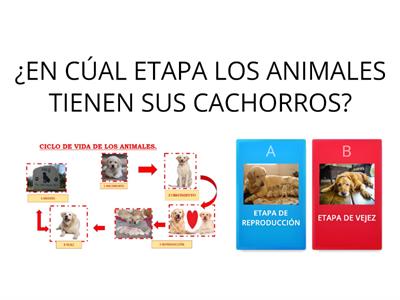 CICLO DE LA VIDA DE LOS ANIMALES