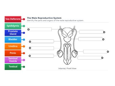 Male Reproductive System (internal)