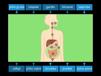 Układ Pokarmowy