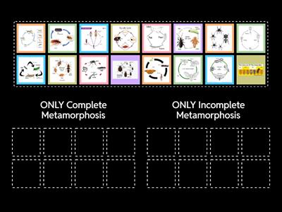 Complete vs Incomplete Metamorphosis: SORT CYCLES