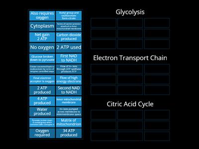 2.2 Cellular Respiration (Higher Bio)