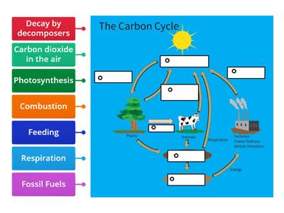 Carbon Cycle