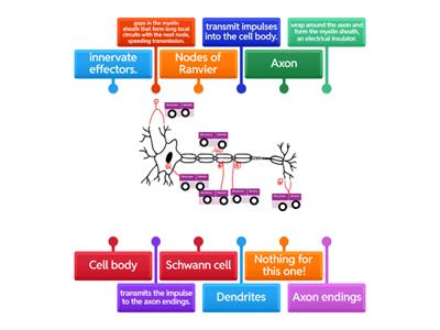 Motor neurone - structures and functions