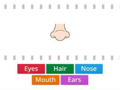 1º - Unit 2: Parts of the Face