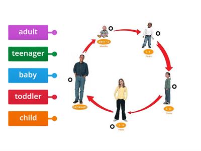 Y2 Human life cycle