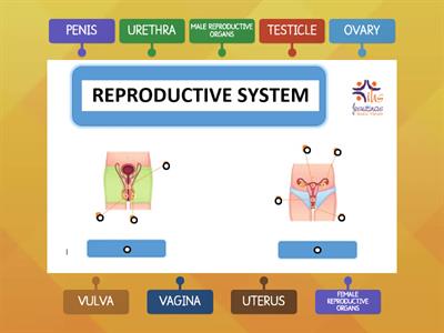 REPRODUCTIVE SYSTEM