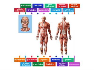 Apparato muscolare