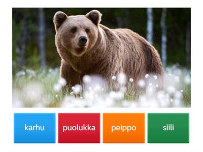 1C. Vuodenajat Suomen luonnossa - kasvit ja eläimet