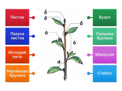 Будова пагона