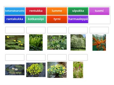 kasvitenttikasvit 4lk