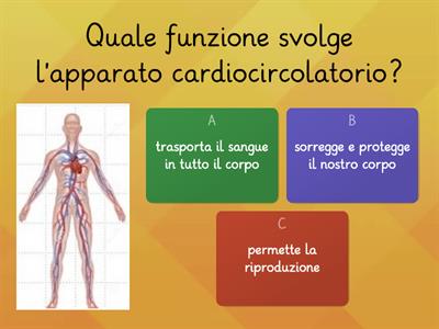 Quiz Apparato Cardiocircolatorio