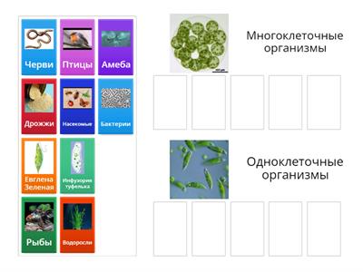 Строение клетки 