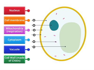 Yeast Cell: Labelling
