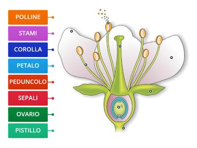 LE PARTI DEL FIORE