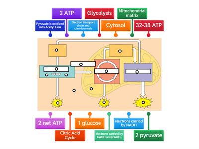 Cellular Respiration diagram-BiologyCP