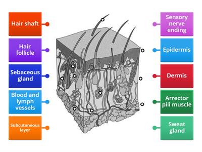  Structure of the skin