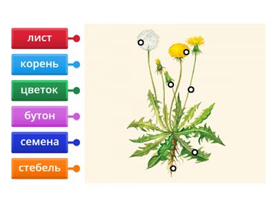 Одуванчик части растения