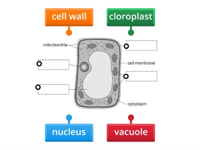 plant cell diagram