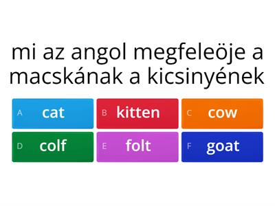 angol 5 . osztály animals  