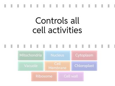 Cell structure- Functions 