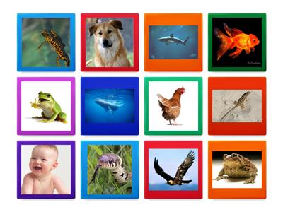  Flip it and classify animals