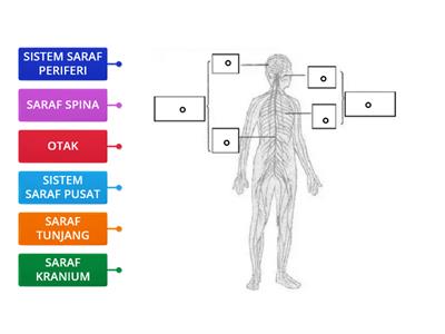 Sains T3 : Bab 1 Sistem Saraf Manusia