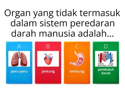 Sistem Peredaran Darah Pada Manusia