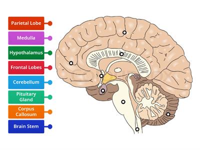 Brain Anatomy