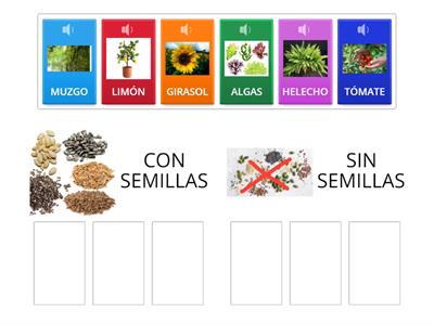 CLASIFICACIÓN DE LAS PLANTAS 