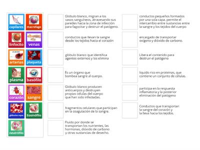 sistema circulatorio 8°