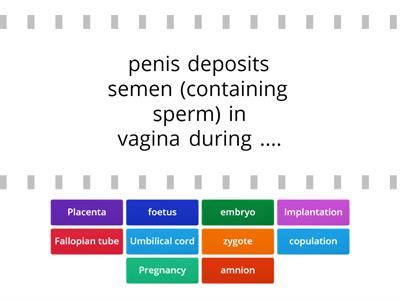 SP JC Pregnancy and growth of embryo 