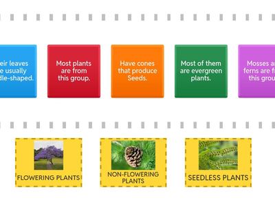 SEED & SEEDLESS PLANTS