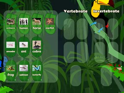 Vertebrate or invertebrate Matchup