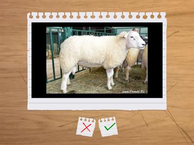 Животные Беларуси