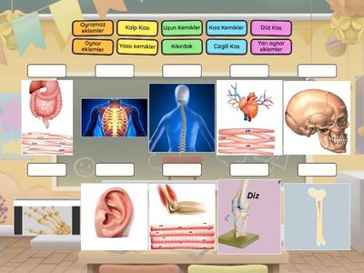 Destek ve Hareket Sistemi