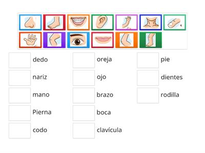 partes del cuerpo humano 