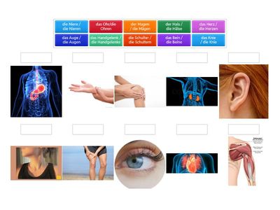 Частини тіла