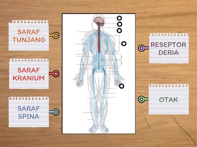 BIOLOGI T4: 12.2: SISTEM SARAF