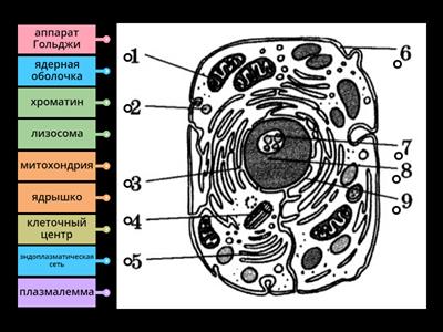 животная клетка