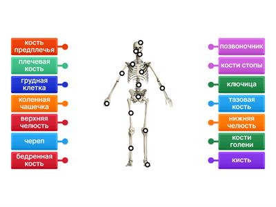 Опора тела 3 класс