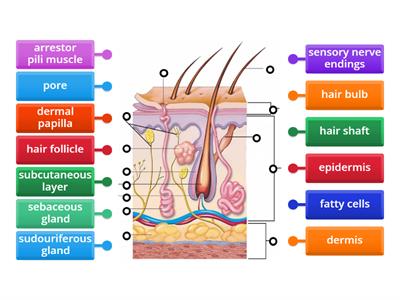 Label the skin diagram 