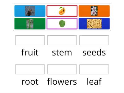 Parts of the plants - F2