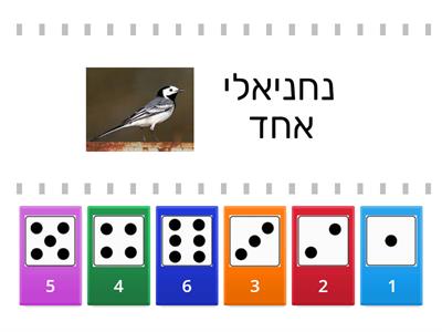 מורן מזרחי - התאמת כמות למספר 