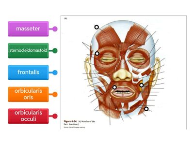 Facial muscles